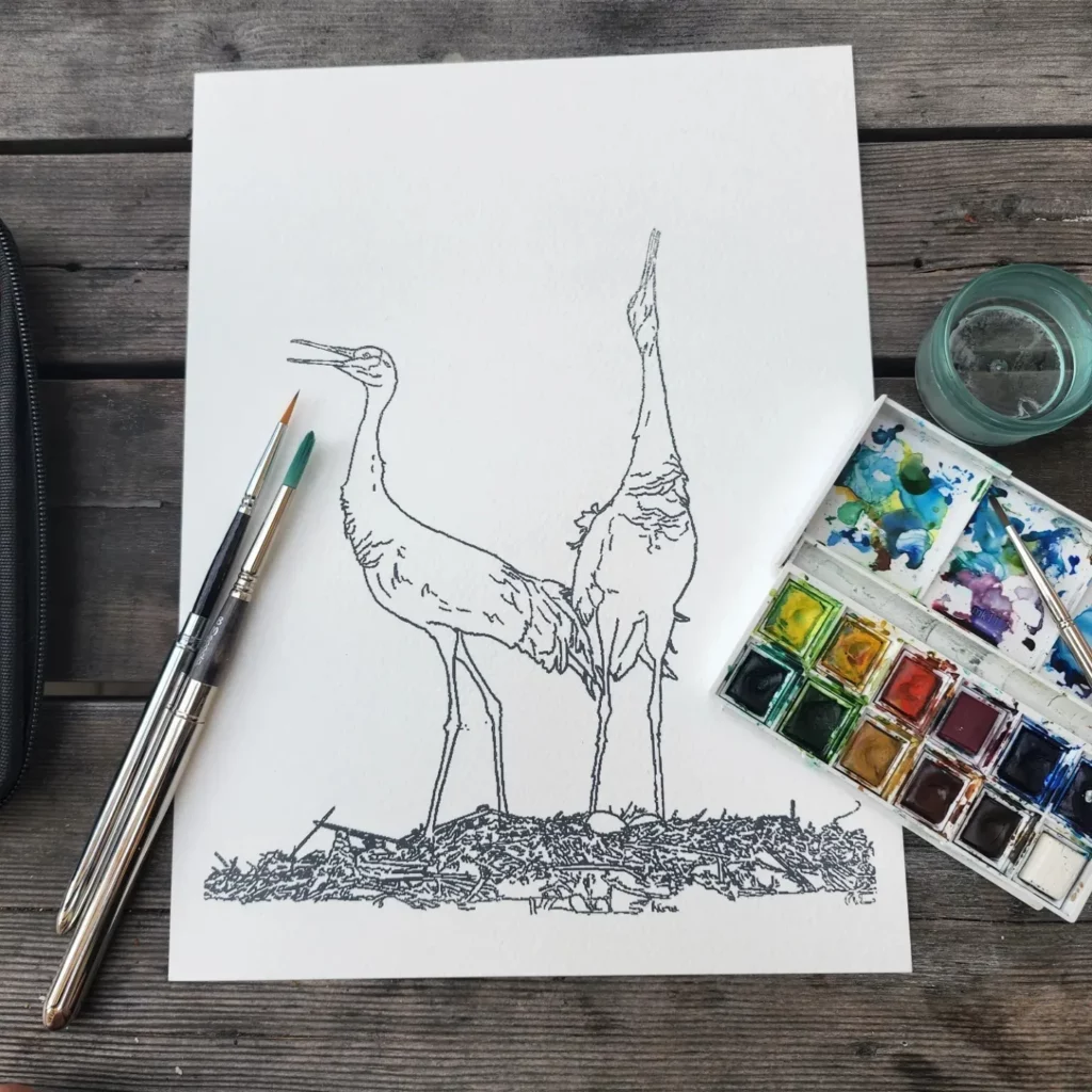 Watercolor page of cranes at nest with watercolor brush and paints